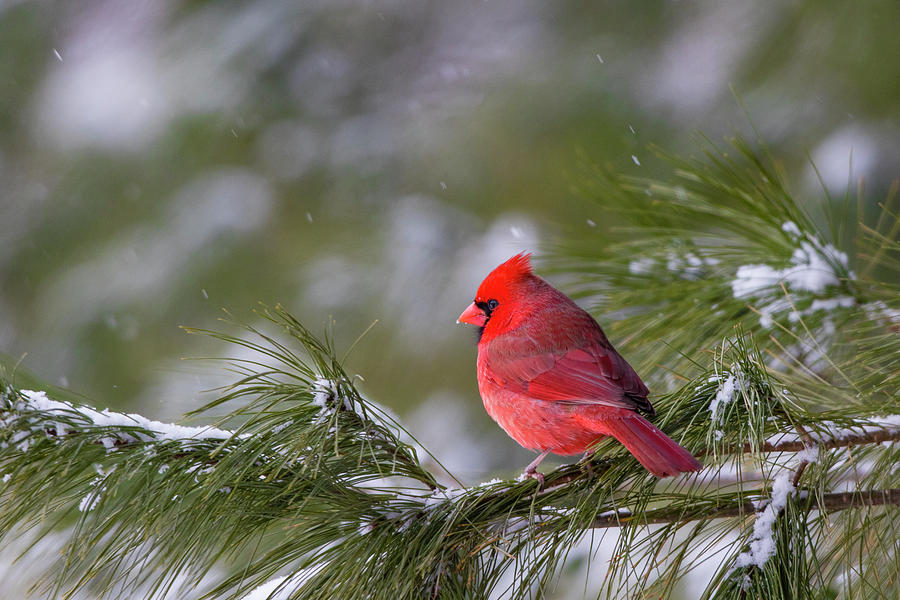 Bird Photograph - Northern Cardinal Cardinalis Cardinalis #1 by Panoramic Images