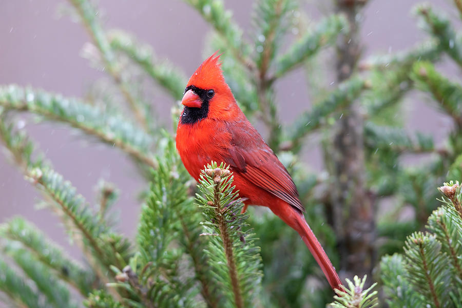Winter Photograph - Northern Cardinal Male In Fir Tree #1 by Richard and Susan Day