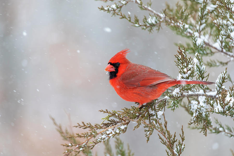 Northern Cardinal Male In Red Cedar Photograph by Richard and Susan Day ...