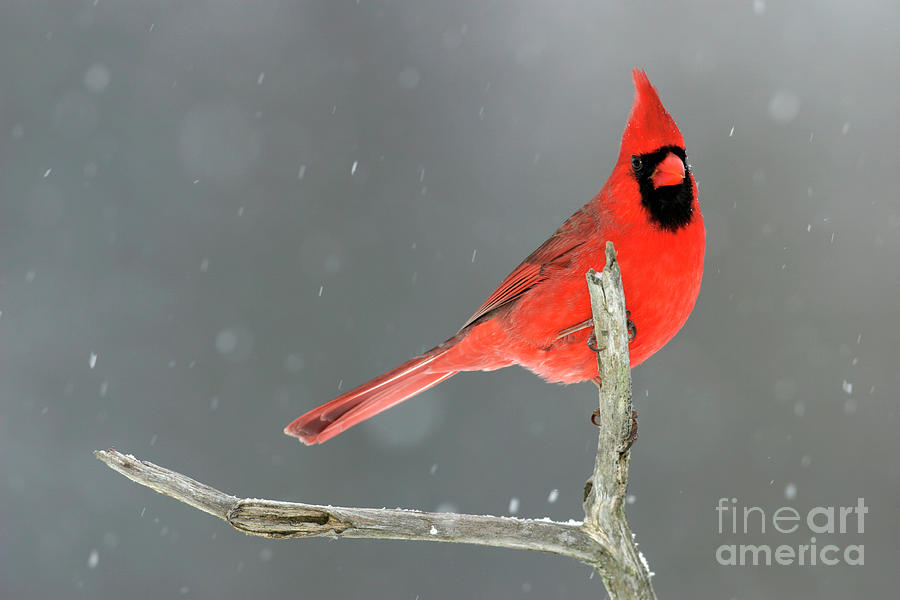 Northern Cardinal #1 Photograph by Manuel Presti/science Photo Library
