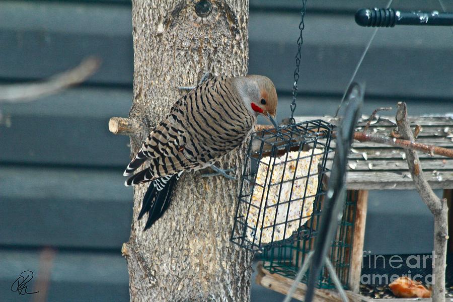 Northern Flicker #1 Photograph by Ann E Robson