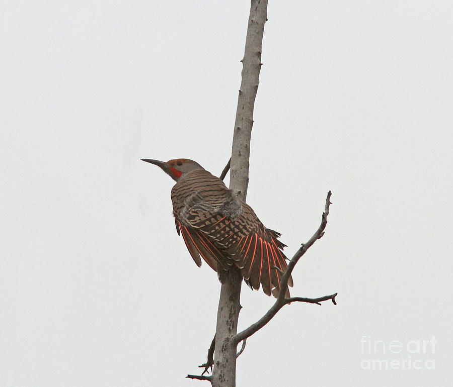 Northern Flicker #1 Photograph by Gary Wing