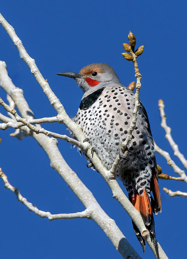 Northern Flicker Woodpecker Photograph by Rick Mosher