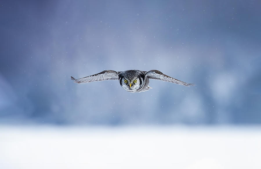 Hawk Photograph - Northern Hawk Owl #1 by Max Wang