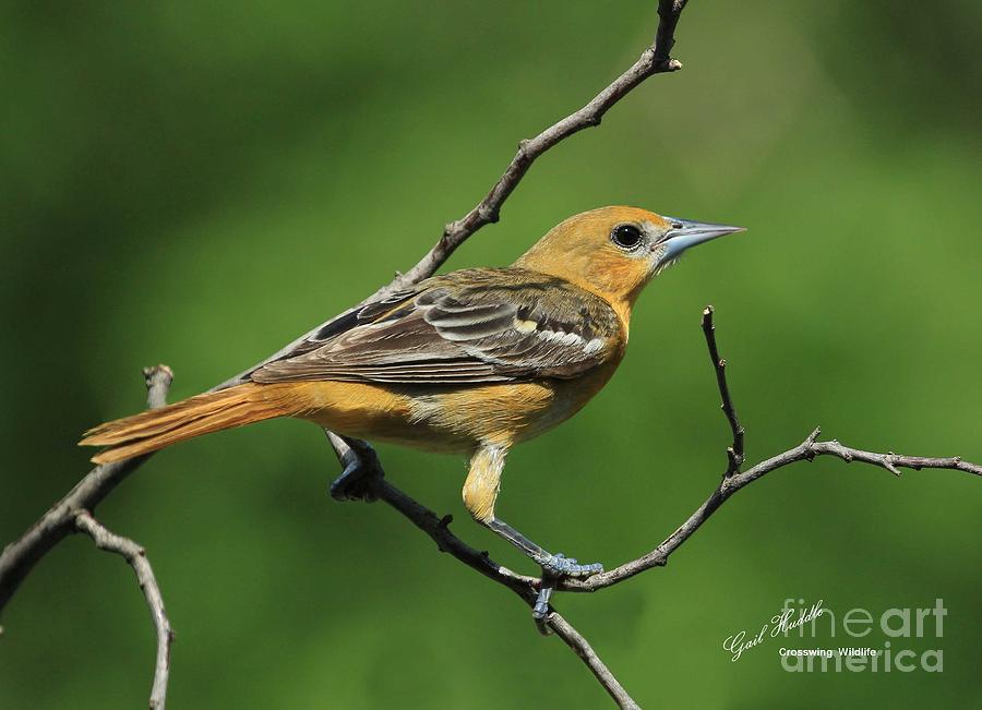 Northern Oriole J-22 Photograph by Gail Huddle - Fine Art America