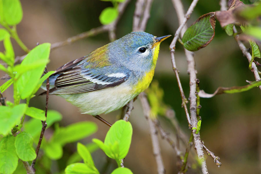 Northern Parula Parula Americana Male Photograph by Danita Delimont