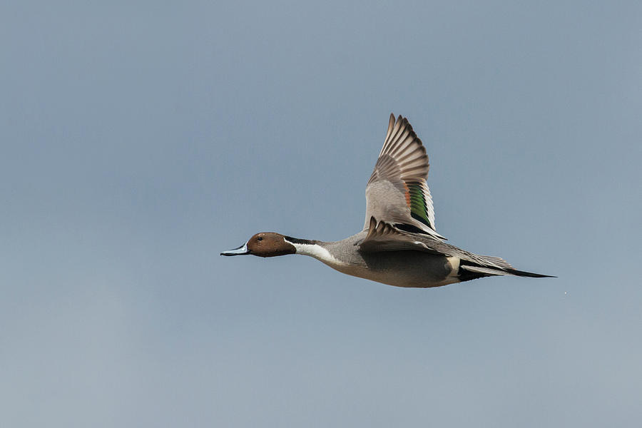 Northern Pintail Drake Photograph by Ken Archer - Fine Art America