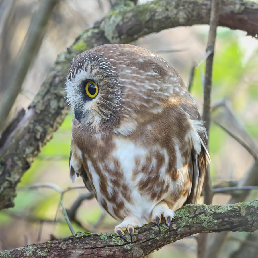 Northre Saw-whet Owl #1 Photograph by Davidhx Chen