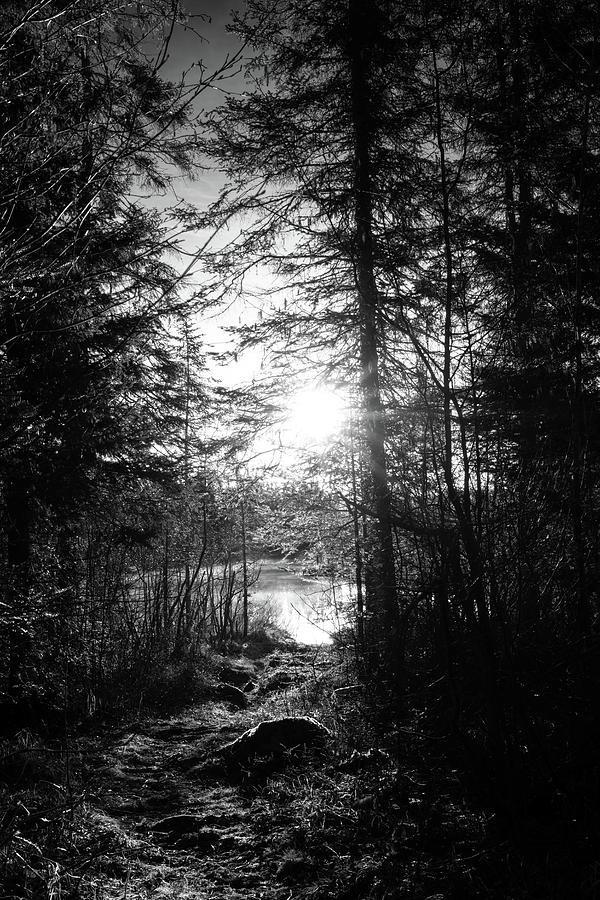 Northwoods Pond Trail Photograph