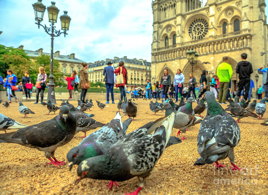 Notre Dame pigeon #1 Photograph by Benny Marty