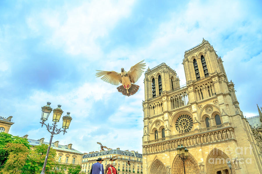 Notre Dame pigeon flight #1 Photograph by Benny Marty
