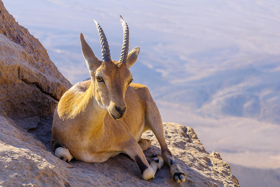 Nubian Ibex On The Cliffs Of Makhtesh (crater) Ramon #1 Photograph by Ran Dembo