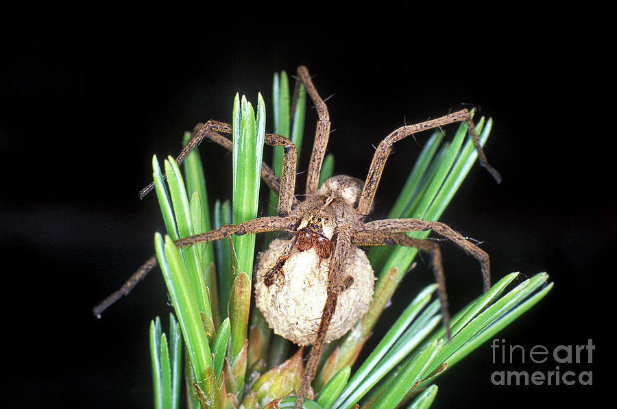 Nursery Spider Photograph by Dr Keith Wheeler/science Photo Library