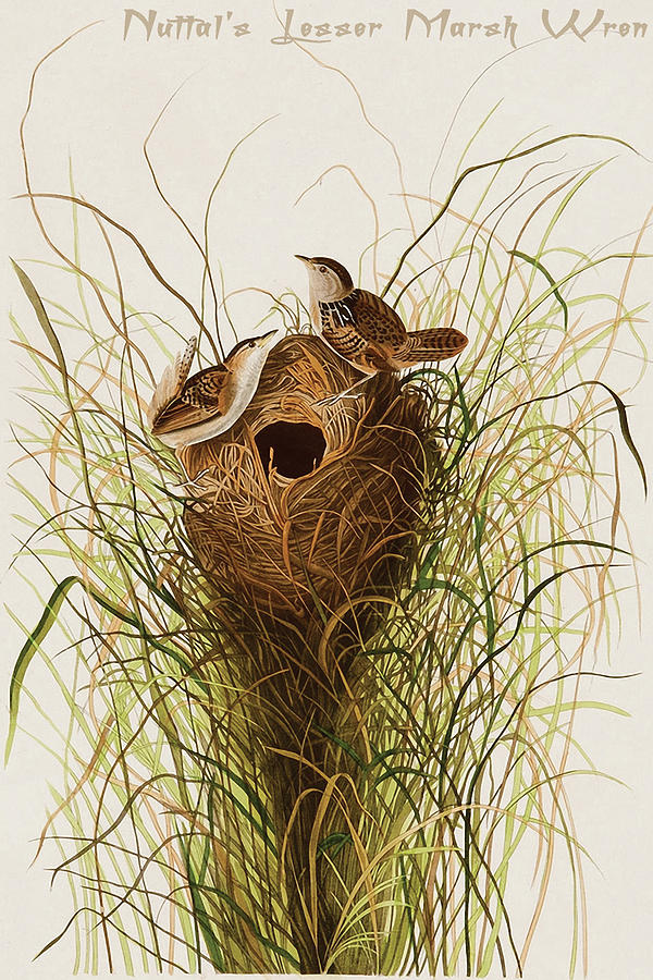 Nuttals Lesser Marsh Wren #1 Painting by John James  Audubon