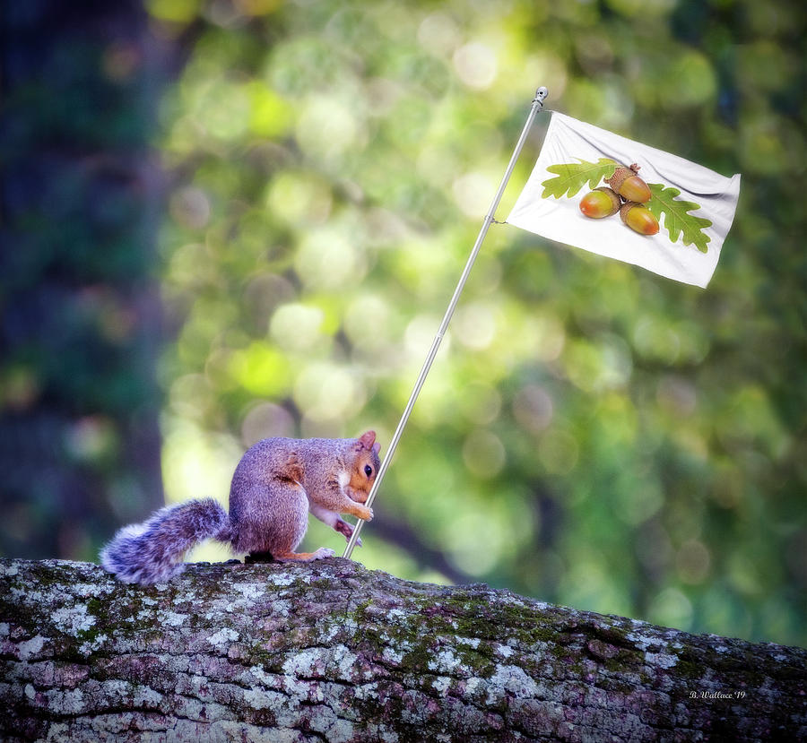 Nutty Squirrel #1 Digital Art by Brian Wallace