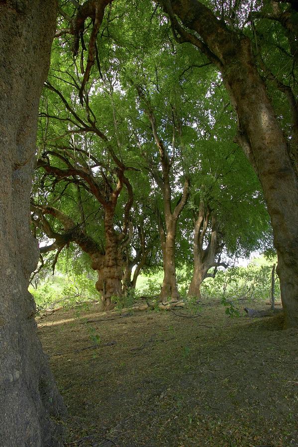 Nyala Tree Or Mashatu Tree Photograph by Roger De La Harpe | Pixels