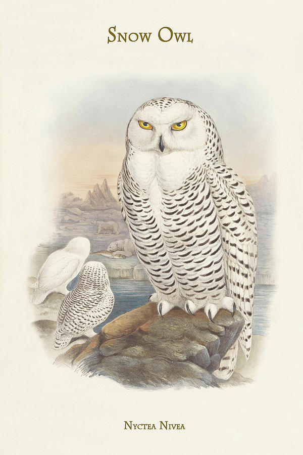 Nyctea Nivea - Snow Owl #1 Painting by John Gould