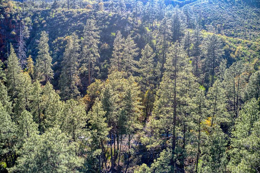 Oak Trees Sedona AZ by Ants Drone Photography Oak Trees Sedona AZ by Ants Drone Photography