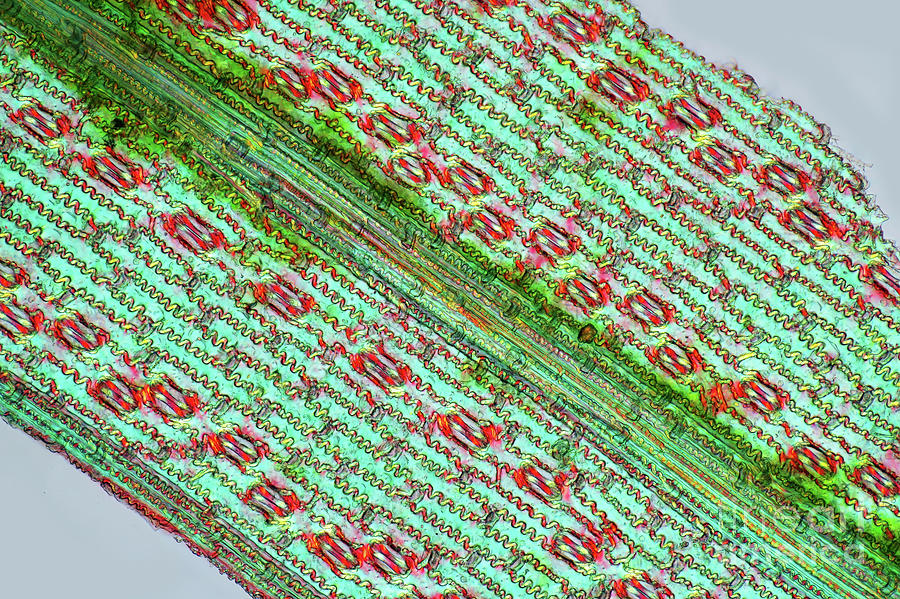 Oat Stomata #1 Photograph by Marek Mis/science Photo Library