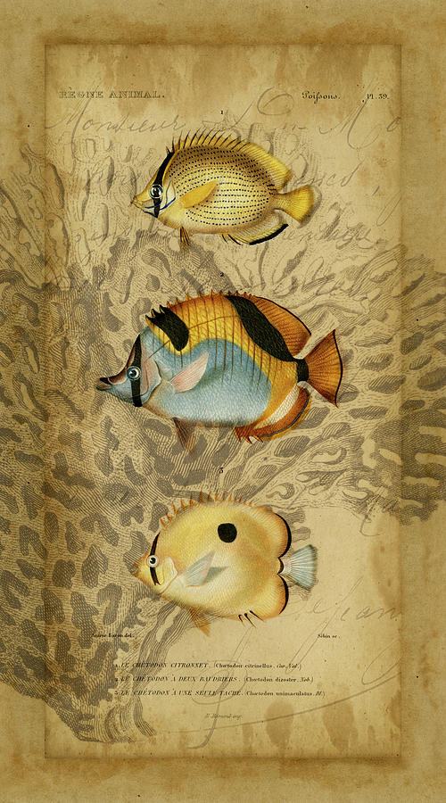 Fish Painting - Ocean Trilogy II #1 by Vision Studio