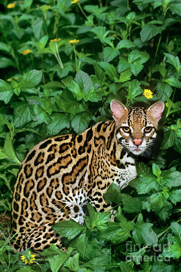 Ocelot Felis Pardalis Wildlife Rescue Photograph by Dave Welling