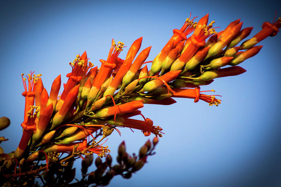Ocotillo Flower #1 Photograph by Donald Pash