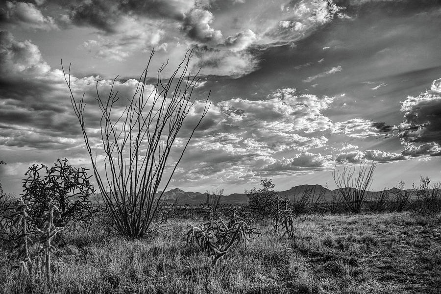 Ocotillo in Black and White #1 Photograph by Chance Kafka
