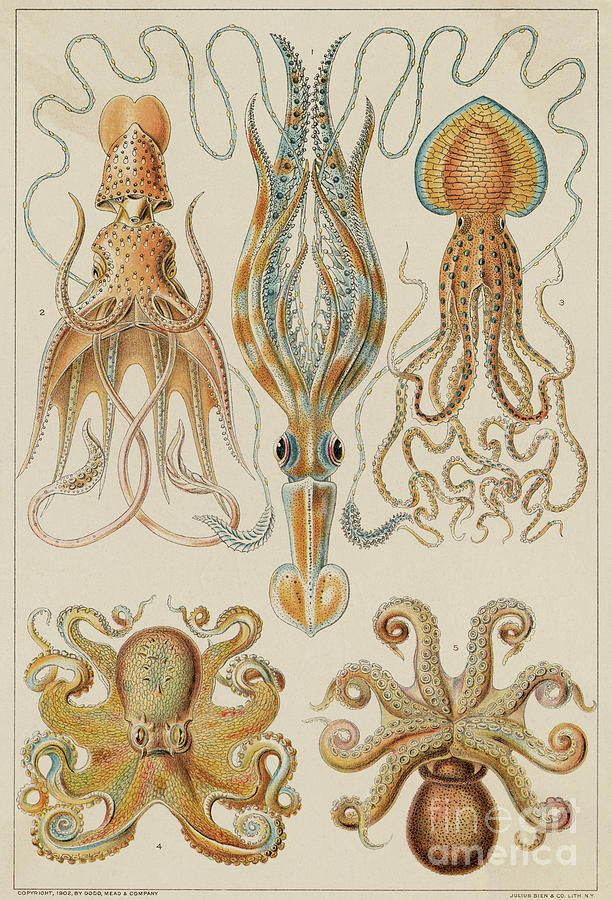 Octopods And Decapods #1 Photograph by Bettmann