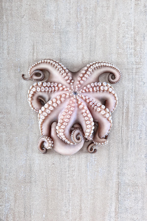 Octopus #1 Photograph by Fausto Favetta Photoghrapher