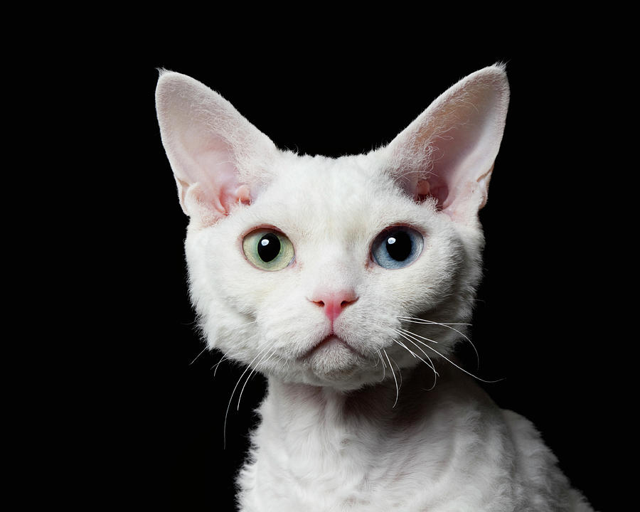 Odd-eyed Cat,devon Rex #1 Photograph by Ultra.f