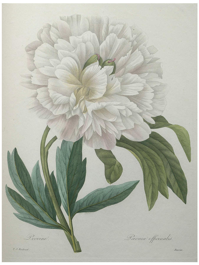 Official Peony #1 Painting by Pierre-Joseph Redoute Official Peony #1 Painting by Pierre-Joseph Redoute