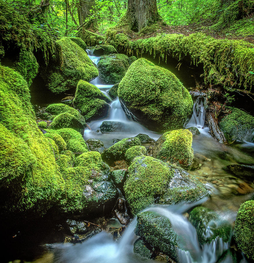 Mossy Rocks - Ohanapecosh Area Photograph by Michael Sedam - Fine Art ...