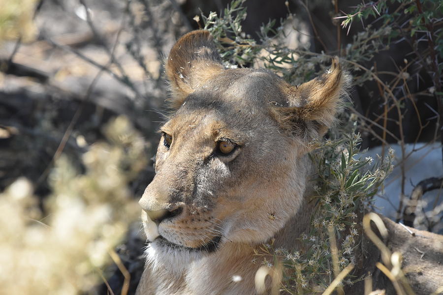 Okavango Lioness Photograph by Ben Foster