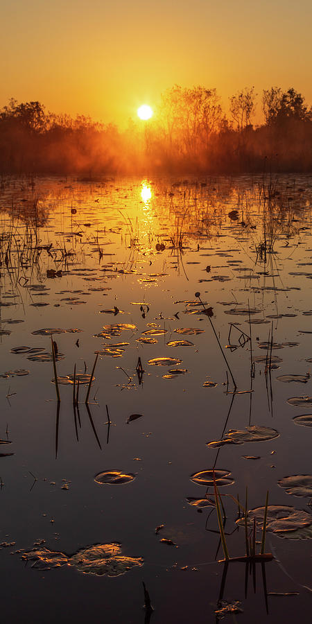 Okefenokee Swamp Sunrise #2 Photograph by Stefan Mazzola