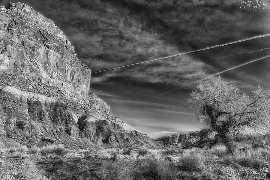 Old Cottonwood Tree BW Photograph by Mitch Johanson - Fine Art America