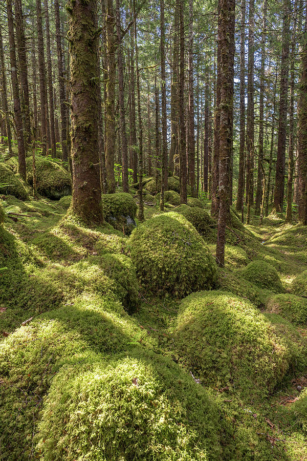 Old-Growth Sitka Spruce, 1923