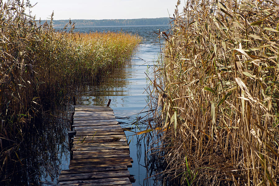Old Wooden Pier By The Lake In Tall Grass Photograph