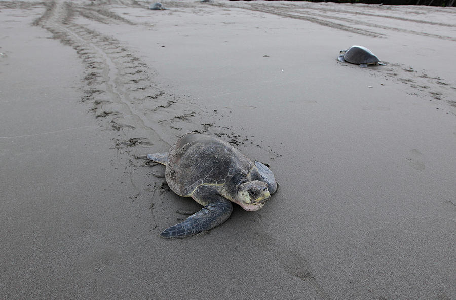 Olive Ridley Turtle Returns Photograph by Oswaldo Rivas - Fine Art America