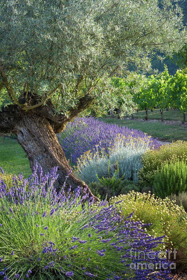 Olive Tree in French Garden Photograph by Brian Jannsen