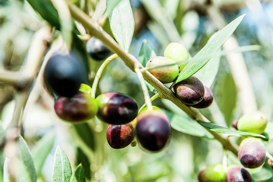 Olive Tree With Olive Fruits, Lago Di Garda, Province Of Verona, Northern Italy, Italy #1 Photograph by Arnt Haug