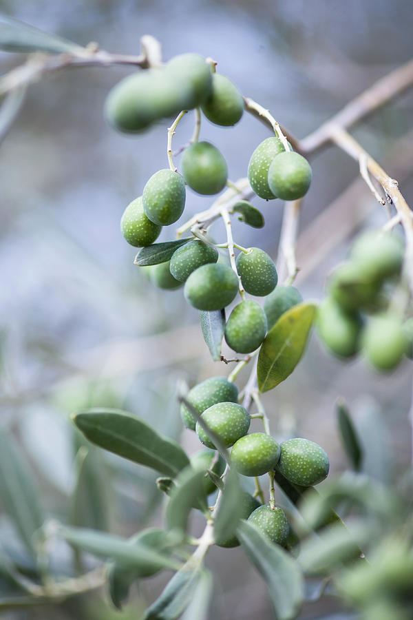 Olives On The Branch #1 Photograph by Eising Studio