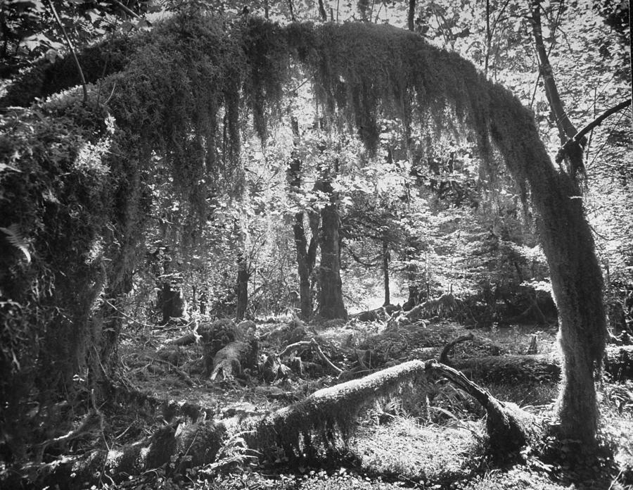 Olympic National Park Showing Rain Fores Photograph by Loomis Dean Olympic National Park Showing Rain Fores Photograph by Loomis Dean