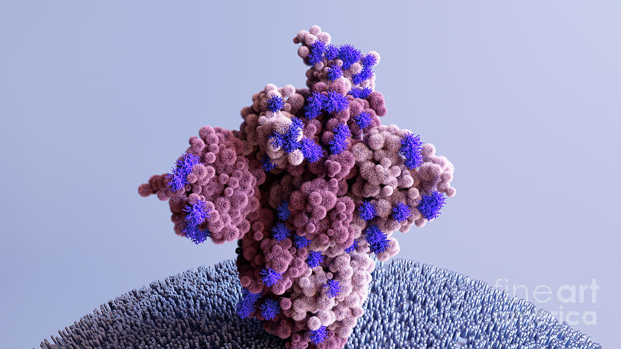 Omicron Coronavirus Variant Spike Protein Photograph by Design Cells ...