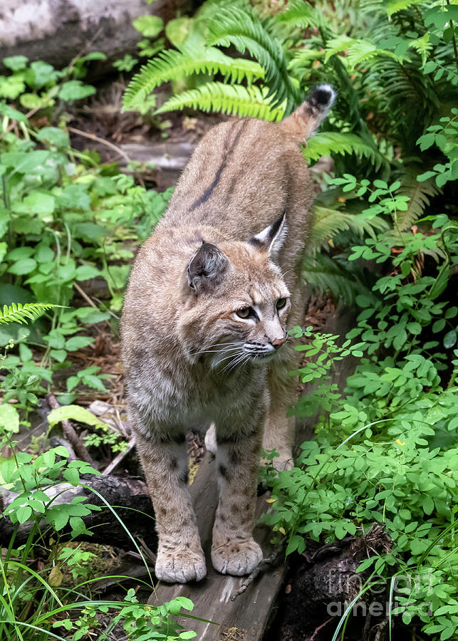 On Alert by Mike Dawson On Alert by Mike Dawson