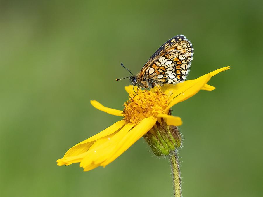 Butterfly Photograph - On The Flower #1 by Rostislav Kralik
