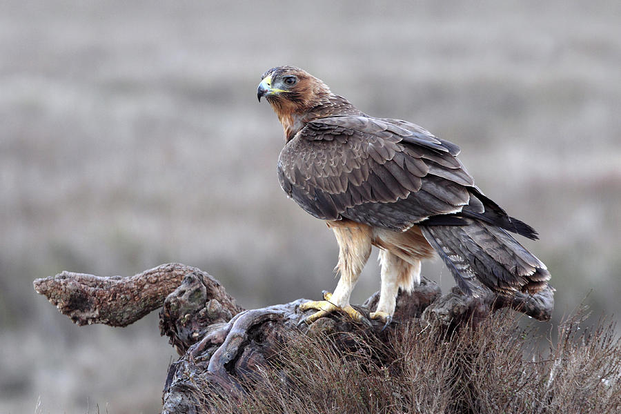 Wildlife Photograph - One Year Old Female Of Bonelli´s Eagle, Aquila Fasciata #1 by Cavan Images