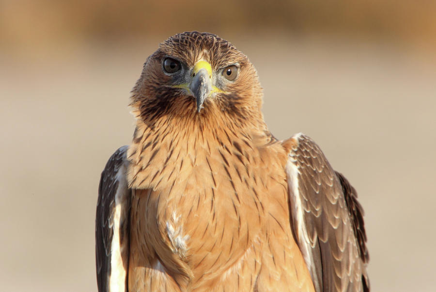 Wildlife Photograph - One Years Old Female Of Bonelli´s Eagle, Aquila Fasciata #1 by Cavan Images