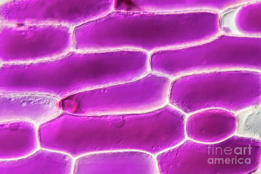 Onion Epidermis Plasmolysis #1 Photograph by Gerd Guenther/science Photo Library