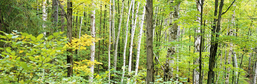Tree Photograph - Ontario Canada #1 by Panoramic Images