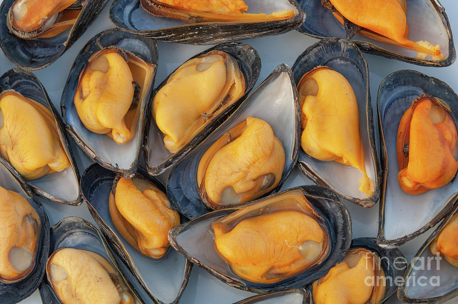 Open Shells Of Cooked Foraged Wild Mussels #1 Photograph by Andy Davies/science Photo Library